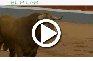 toro de oro