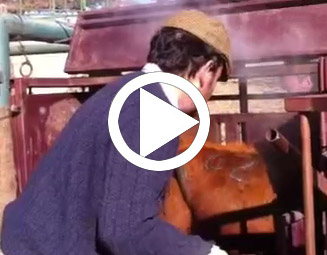 Video Herradero 2010
